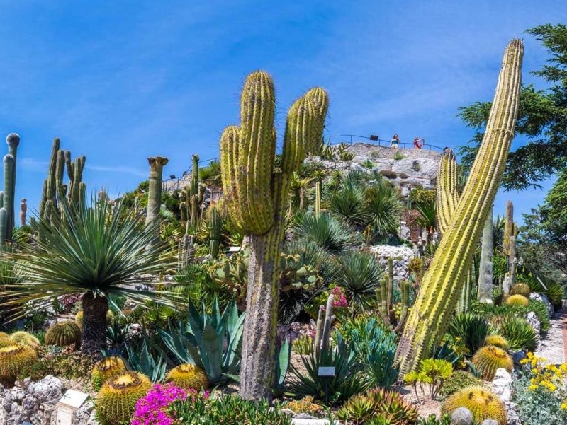 plusbeauxjardinsdefrance-jardin-exotique-eze-credit-bbo-studio-4-1536x864.jpg